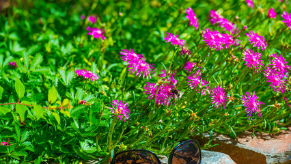 Bumblebee flying over flowers in a colorful garden in bright sunlight in summer, Almere, Flevoland,...