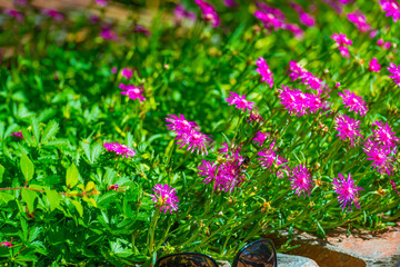 Bumblebee flying over flowers in a colorful garden in bright sunlight in summer, Almere, Flevoland,...