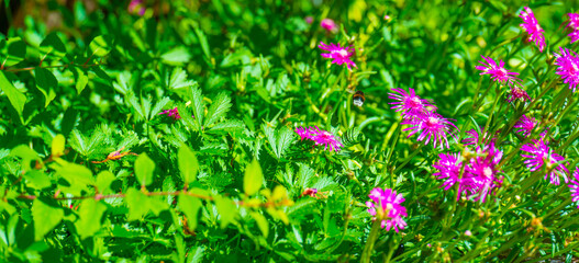 Bumblebee flying over flowers in a colorful garden in bright sunlight in summer, Almere, Flevoland,...