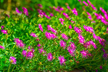 Bumblebee flying over flowers in a colorful garden in bright sunlight in summer, Almere, Flevoland, The Netherlands, July 9, 2025