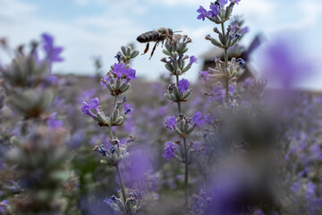 Bee Flying Over Lavender: Insect in Motion Above Purple Flowers in a Summer Field. Captures dynamic nature scene