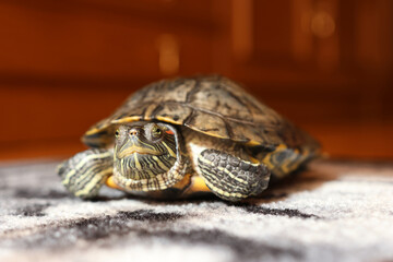 Obraz premium People care for and play with a pet red-eared turtle.