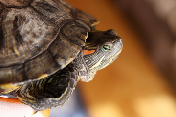 People care for and play with a pet red-eared turtle.