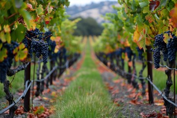 Lush vineyard rows with ripe grapes ready for harvest in autumn, showcasing the beauty of wine country