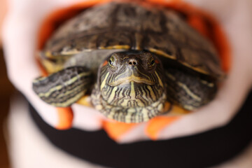 People care for and play with a pet red-eared turtle.