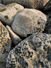 Textured coastal rocks with barnacles and algae at low tide
