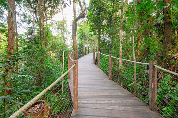 Boardwalk through rainforest, red peak station, ecotourism destination from Cairns, Queensland, Australia