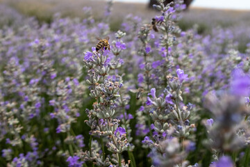 Close-up of Lavender Flowers: Detailed Shot of Purple Blossoms Highlighting Texture and Color....