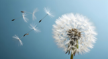 Dandelion seeds floating
