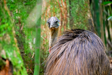 female Southern cassowary, Casuarius johnsonii, endangered flightless bird, far north Queensland,...