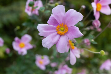 Fototapeta premium ピンクのシュウメイギク