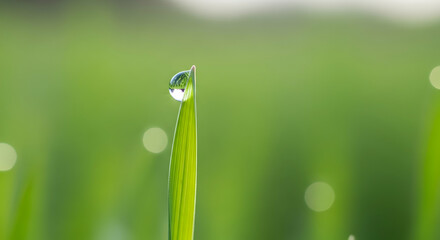 Dewdrop on grass blade closeup