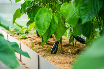 Eggplants growing in a vegetable garden, close-up. Ripe black eggplants