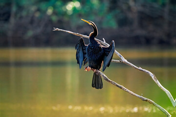 Australasian Darter, Anhinga novaehollandiae, native Australian water bird, perched on tree branch drying wings feathers, Daintree rainforest Queensland