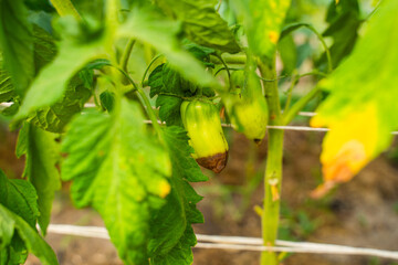 Green tomato rotting on the bush, close-up