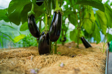 Eggplants growing in a vegetable garden, close-up. Ripe black eggplants