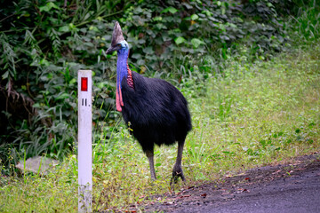 Southern cassowary, Casuarius johnsonii, endangered flightless bird, walking along roadside, far...