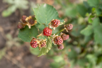 This image captures ripening red and green blackberries on a bush, illustrating the transition of...