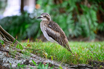 bush stone curlew, Burhinus grallarius, native Australian bird, Queensland