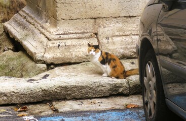 The calico cat sits on a weathered stone street.