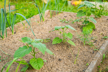 Young physalis sprouts in the garden bed