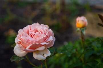 Blooming pink rose growing in a flowerbed, close-up