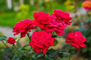 A bush of blooming red roses grows in a flowerbed, close-up