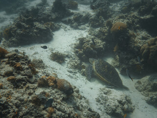 Beautiful sea turtle resting over coral reefs under the sea in Philippines