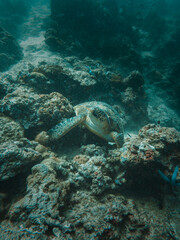 Fototapeta premium Beautiful sea turtle resting over coral reefs under the sea in Philippines