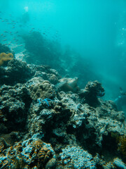 Beautiful sea turtle resting over coral reefs under the sea in Philippines