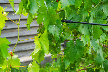 Spraying a vineyard with a sprayer against diseases