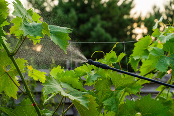 Spraying a vineyard with a sprayer against diseases