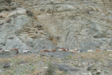 Fototapeta premium Mountain goats are walking on the mountain.