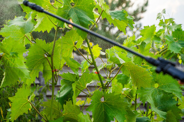 Spraying a vineyard with a sprayer against diseases