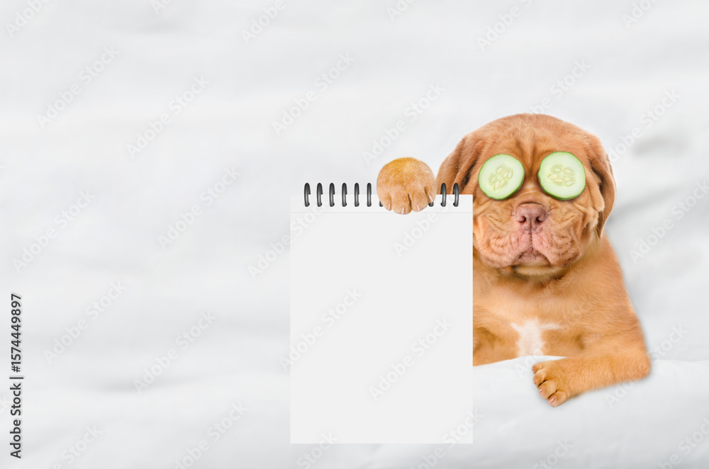 Fototapete sleepy mastiff puppy with pieces of cucumber on it eyes relaxing on the bed at home and showing blan