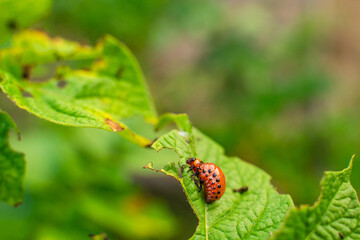Colorado potato beetle larvae eating potato leaves in the garden, close-up