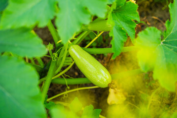 Zucchini growing in a vegetable garden, close-up