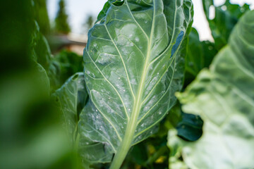 White insects on the underside of a Brussels sprout leaf