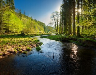Fototapeta premium river in spring forest