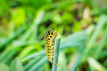 Close-up of a swallowtail caterpillar eating a dill stem