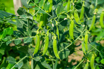 Green pea pods growing in the garden, close-up