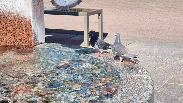 Birds drink water at water fountain.