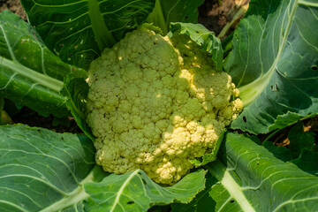 Cauliflower growing in a vegetable garden, close-up