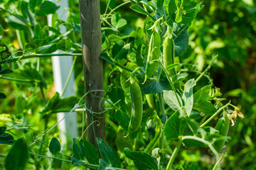 Green pea pods growing in the garden, close-up