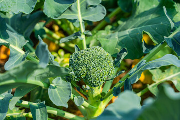 Broccoli growing in a vegetable garden, close-up