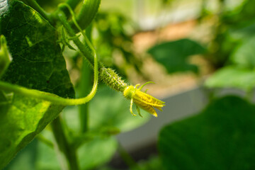 Young cucumbers growing in a greenhouse. Yellow flowers of blooming cucumbers, close-up