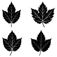 Fototapeta premium Four black maple leaf silhouettes with detailed veins arranged on a white background in a symmetrical pattern