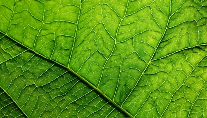 Obraz premium green leaf texture