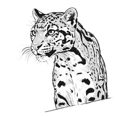 Clouded Leopard – Neofelis nebulosa. A fierce jaguar sketch resting powerfully, with detailed spotted fur and expressive eyes. The drawing is set against a white background, ideal for wildlife 