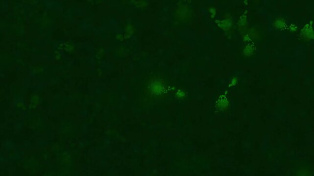 Organische gr&uuml;ne Gewebestrukturen aus Nervenbahnen und K&ouml;rperzellen - Infektion, Immunsystem, Medizin, Wissenschaft, Viren & Bakterien in mikroskopischen Detailaufnahmen f&uuml;r Forschung & Biotechnologie